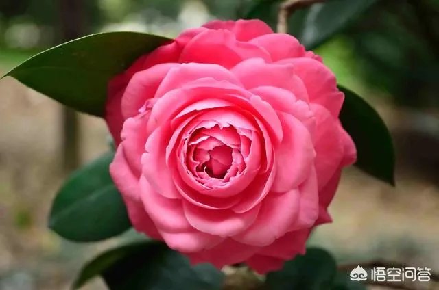 两年的小苗茶花怎么剪枝?