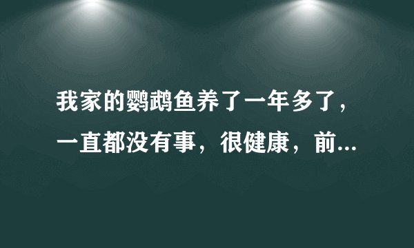 我家的鹦鹉鱼养了一年多了，一直都没有事，很健康，前几天去钓鱼，掉回来几条鲫鱼，也一同放在鱼缸里养，
