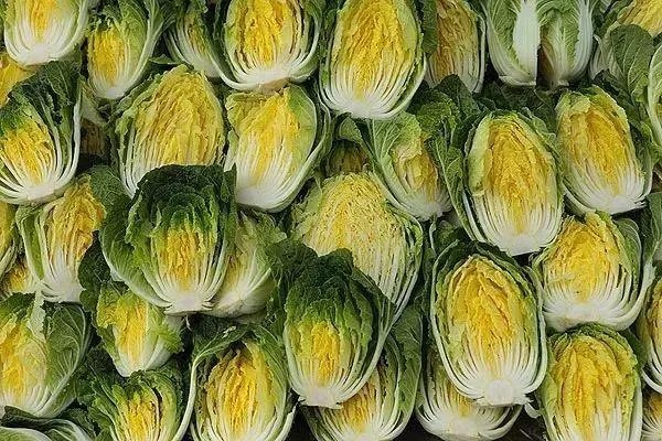 大白菜价格进低谷,收购价不到2毛,为什么这么便宜?