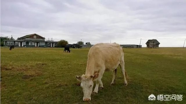 蒙古国旅游大概要多少钱