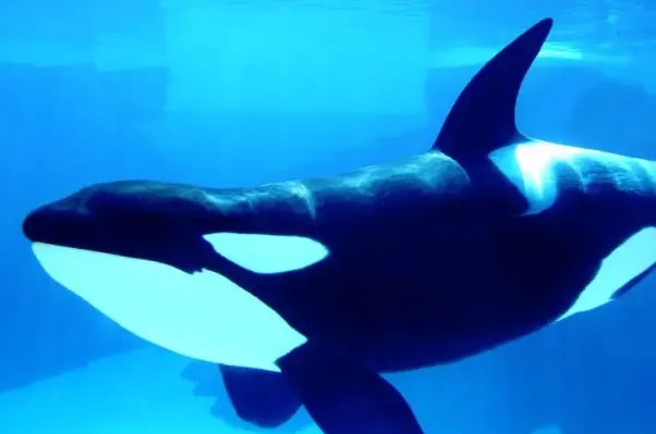 十大最大的海洋生物排名,第一是蓝鲸,虎鲸上榜