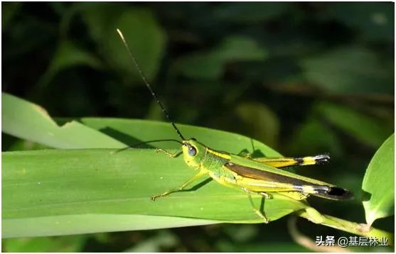 如何看待黄脊竹蝗已经入侵我国云南普洱市累积发生面积近10万亩，将会造成什么样的影响?应该如何应对？