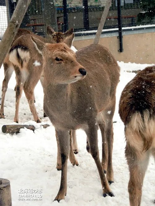 北海道之恋 卡西欧H10日本游记第二季