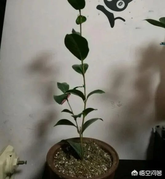 两年的小苗茶花怎么剪枝?