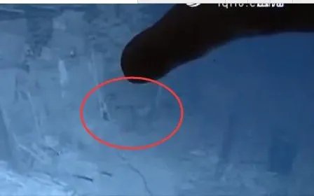 百只鸡被怪兽咬死野兽到底是什么？