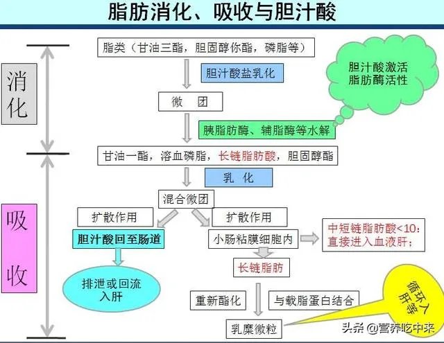 食物中的油脂进入人体后，会直接转换成人体的脂肪储存起来吗？
