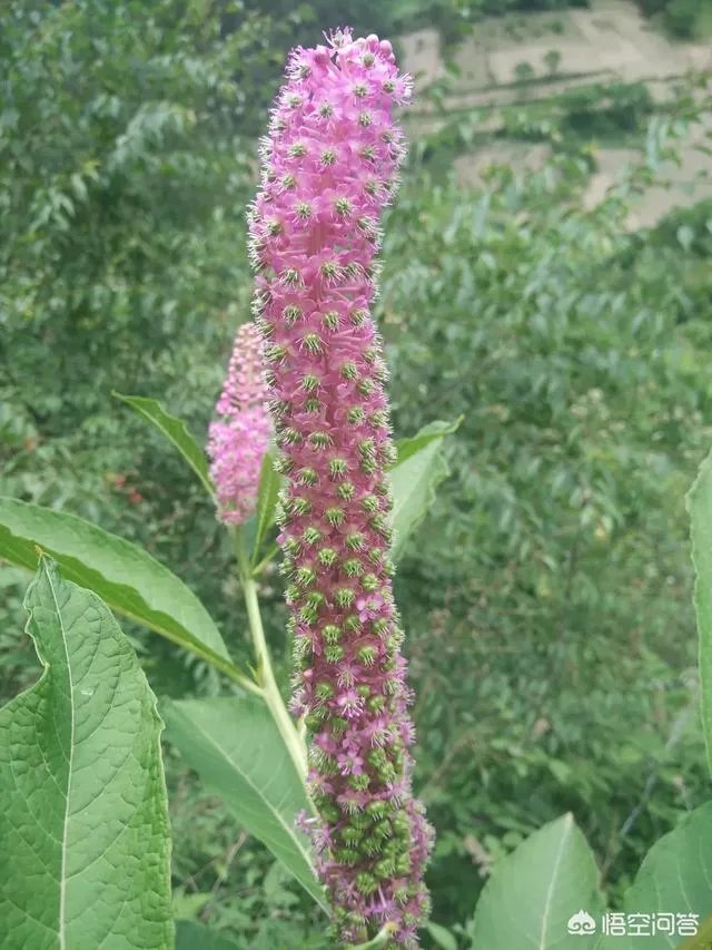 藏歌有哪些抒情好听的歌呢？