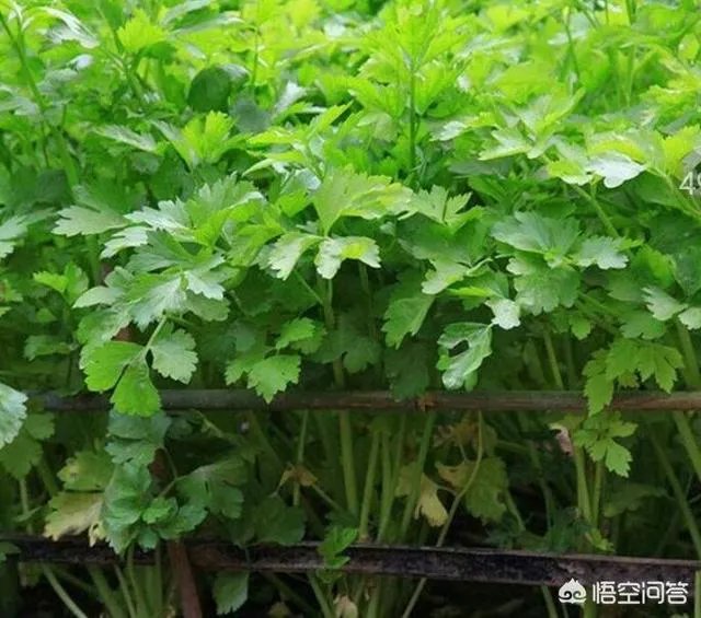 经过“豆你玩”、“姜你军”、“蒜你狠”之后，近期又迎来了“香死你”，你怎么看？