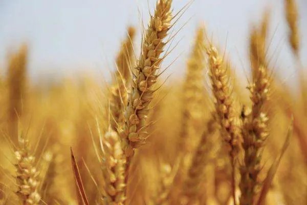 我国粮食生产实现“十七连丰”，对此你怎么看？