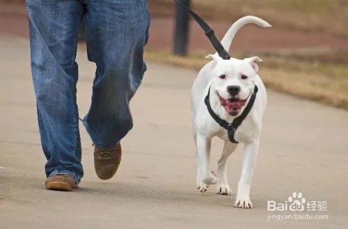 杭州狗主人被刑拘，日常遛狗需要注意什么？