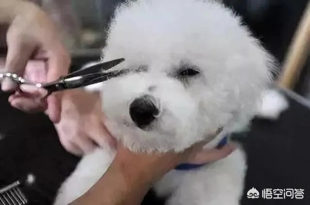 狗狗泪痕怎么解决?