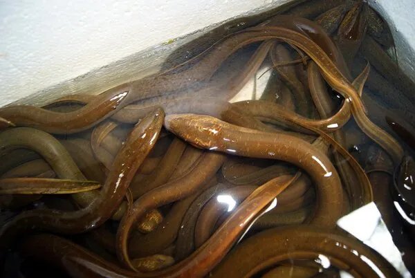 大黄鳝会吃小黄鳝吗