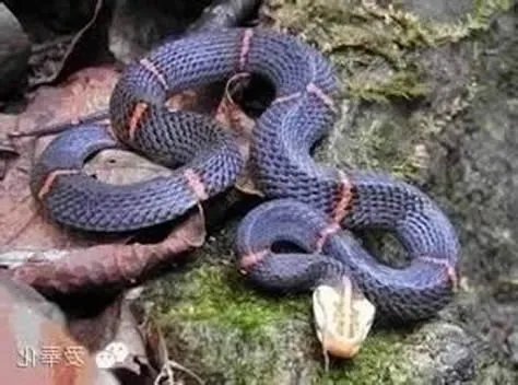 第一毒蛇竟在中国 至今无解药:被咬后会导致血液凝固