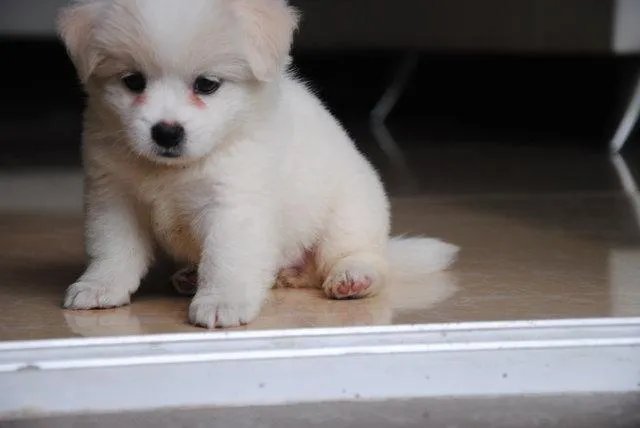 狗狗泪痕怎么解决?