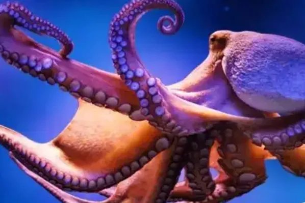 十大最大的海洋生物排名,第一是蓝鲸,虎鲸上榜