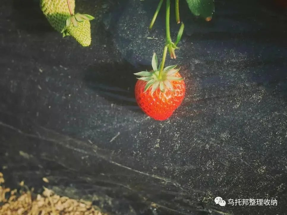 『原创』自己摘,自己动手做美味果汁!有独家秘方!