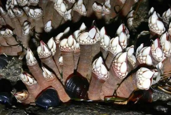 小伙海滨发现海滨一浮木 看到后直哆嗦（组图）