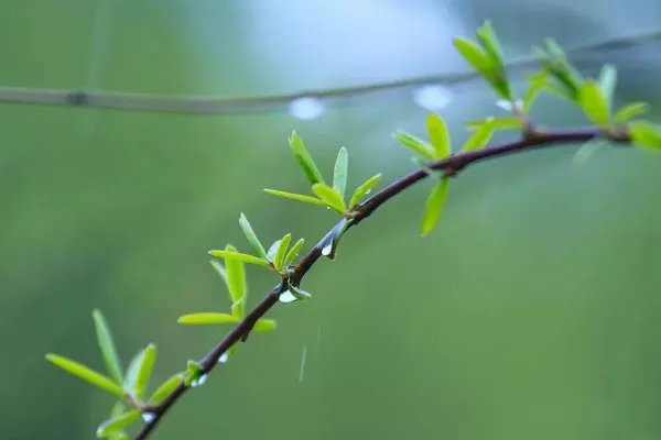 春风化雨的意思是什么