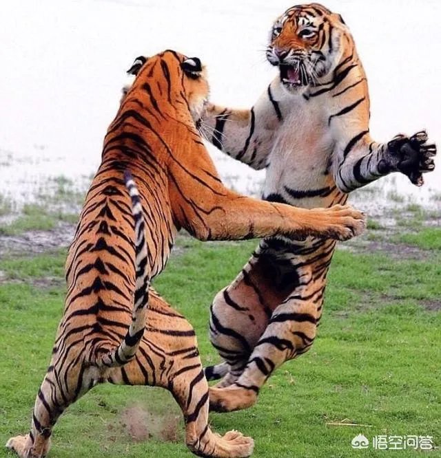 和老婆吵架,哄她她不理,真的不理她又说不关心她,该怎么办?