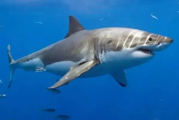 十大最大的海洋生物排名,第一是蓝鲸,虎鲸上榜