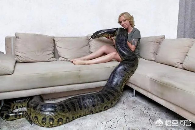 前几天出现的“三峡水怪”是什么,会是未知的生物吗?