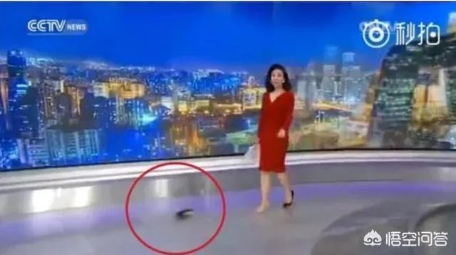 主持节目时高跟鞋掉了怎么办?