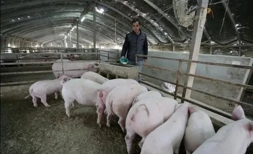 猪价跌幅这么大，养殖户亏损严重，国家会出手吗？