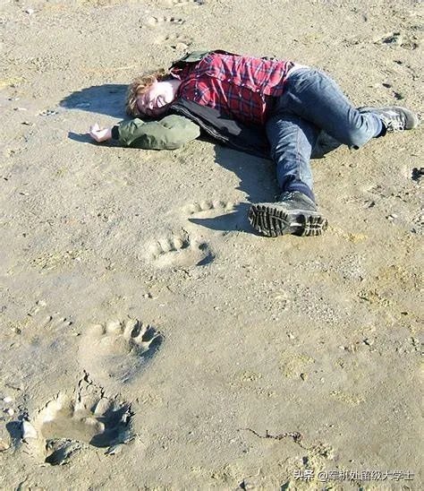 老虎和北极熊，谁更厉害？