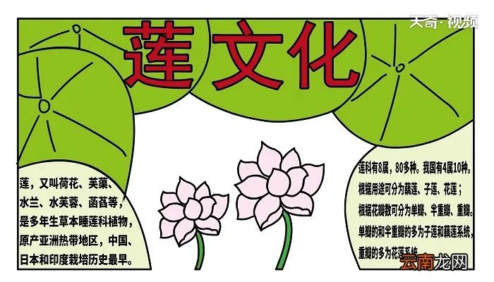 莲文化的魅力手抄报 莲文化的魅力画报