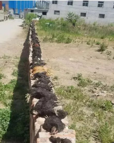 百只鸡被怪兽咬死野兽到底是什么？