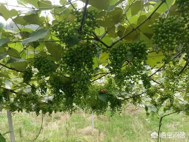 如何打造生态休闲农业园项目?