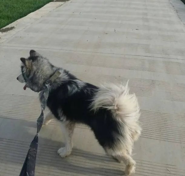 疫情严重民众依然遛狗,意大利一市长发飙怼市民,你怎么看?