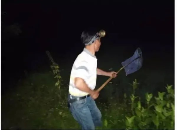 卖萤火虫年入百万是怎么回事？