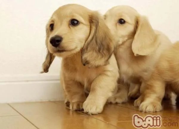 金毛价钱一般是多少