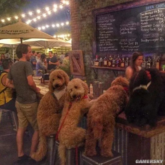 拥抱活的超大“泰迪熊”什么感觉？金贵宾犬萌爆