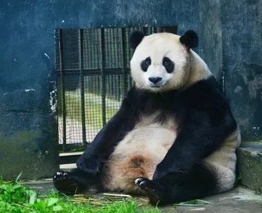 野外引种大熊猫“草草”产下龙凤胎后母子情况如何?