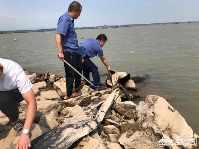 前几天出现的“三峡水怪”是什么,会是未知的生物吗?