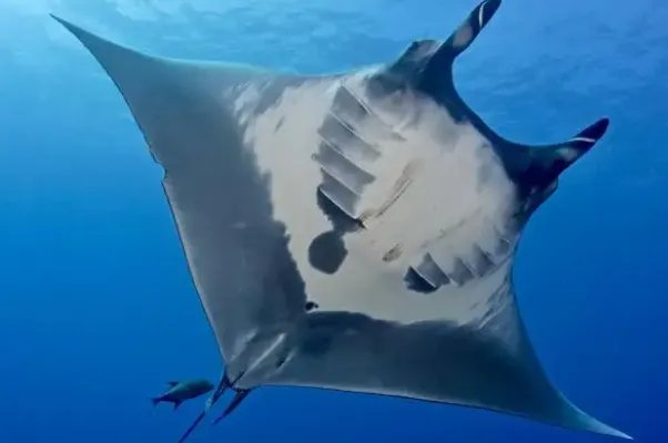 十大最大的海洋生物排名,第一是蓝鲸,虎鲸上榜