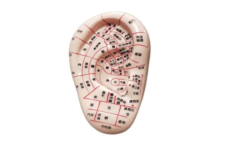 耳部经络图解大全