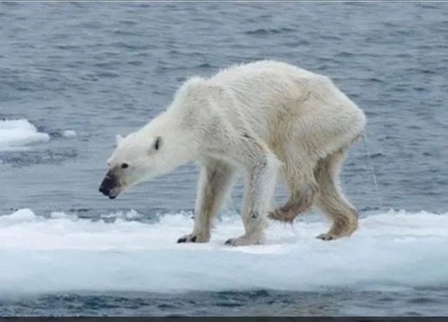 老虎和北极熊，谁更厉害？