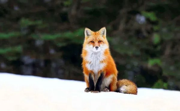 稀缺红狐为什么偏偏在大兴安岭出没,而不是其他地方?