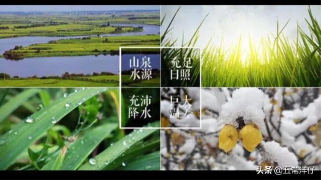 中国南北的水稻