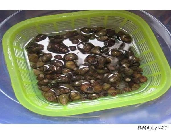 吃田螺变绿，田螺怎么洗干净？