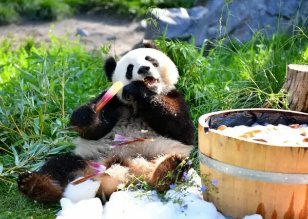在德国出生的大熊猫双胞胎迎来3岁生日,国外大熊猫的生活水平如何?