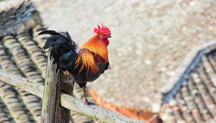 公鸡几点打鸣 公鸡一般是几点打鸣