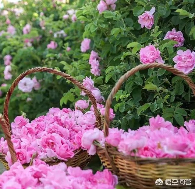 如何打造生态休闲农业园项目?