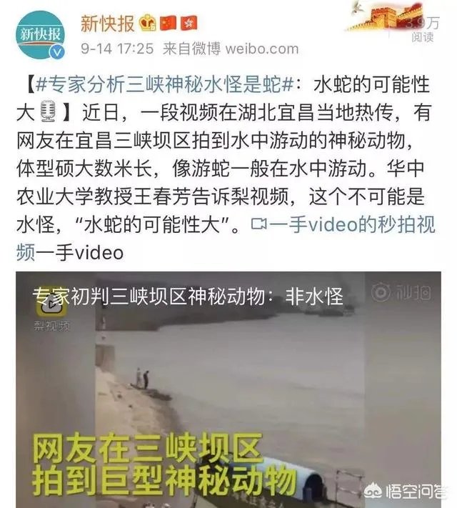 前几天出现的“三峡水怪”是什么,会是未知的生物吗?