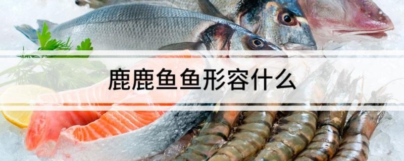 鹿鹿鱼鱼形容什么