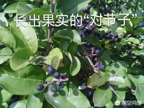 新的茶叶品牌如何做好社群营销？