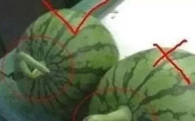 西瓜也分公母?原来我这么多年一直吃错了（组图）